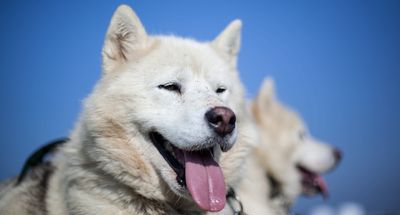 Dog Sledding