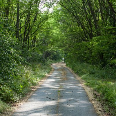 Prypyat Tree Lined Road