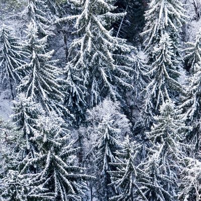 Snowy Trees