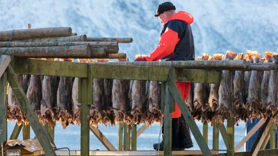 Stockfish Drying 1