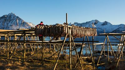 Stockfish Drying 2