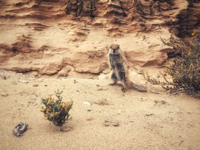 Barbary Ground Squirrel