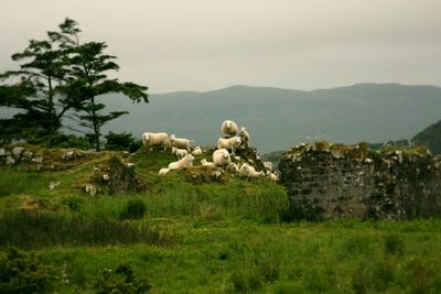 A group of sheep on a rock at Dunvegan Castle