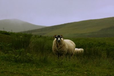 A beautiful sheep at The Fairy Glen