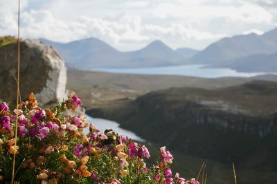 Bumble bee with view of The Cullins