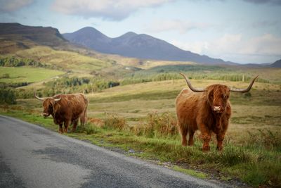 Elgol Road coos