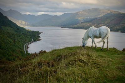 Horse on the hills above Loch Duich