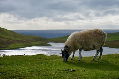 Sheep on the road to Neist Point