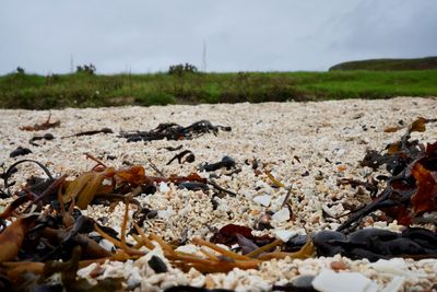 The Coral Beach