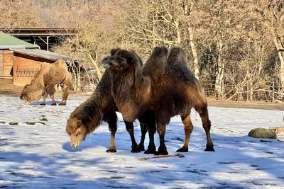 Prague zoo camels