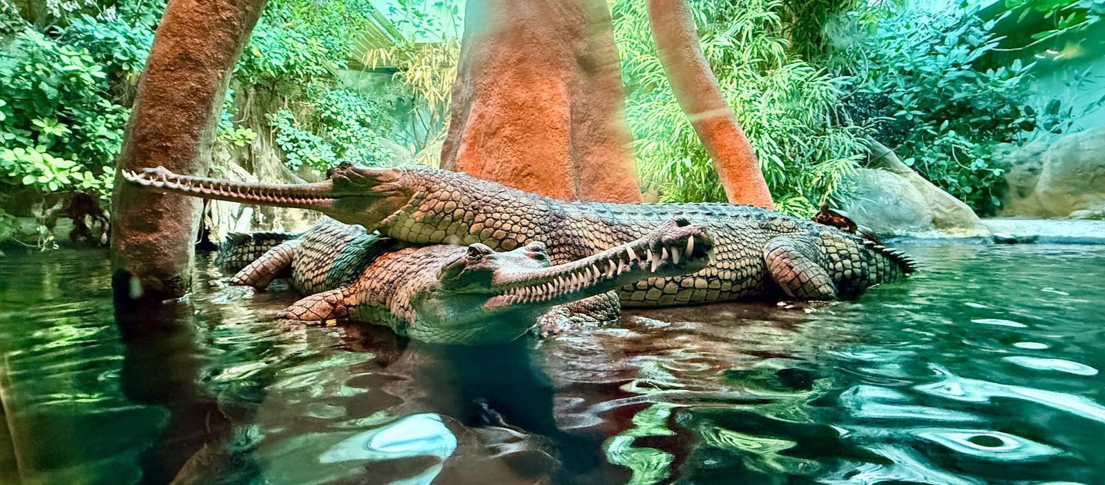 prague-zoo-crocodiles