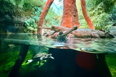 Prague zoo crocodiles and turtle