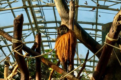 Prague zoo orangutan