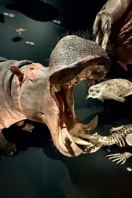 The national museum hippo