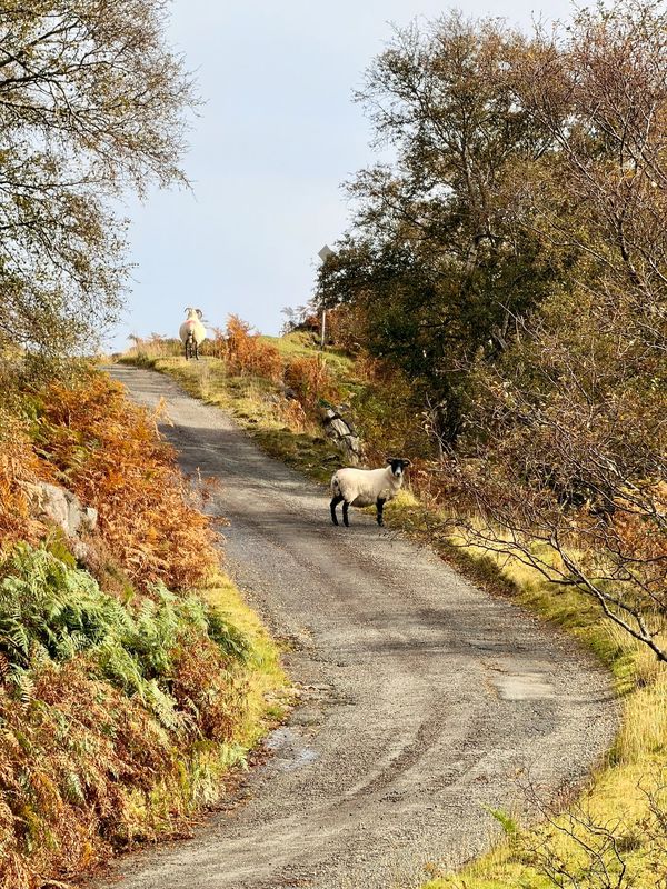 Callum's road sheep