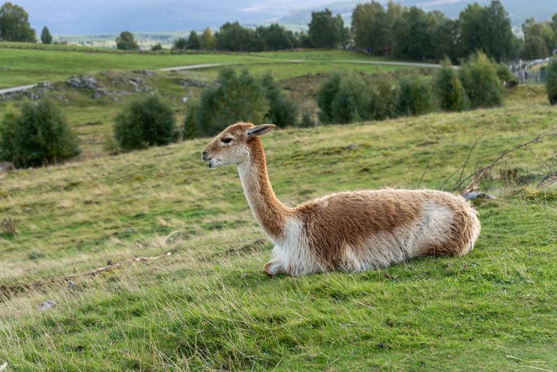 Highland wildlife park