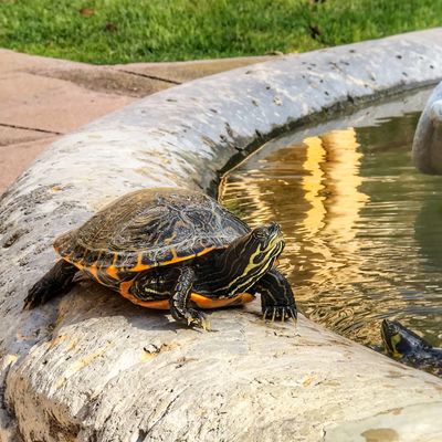 Tortoise At Tarragona Cathedral